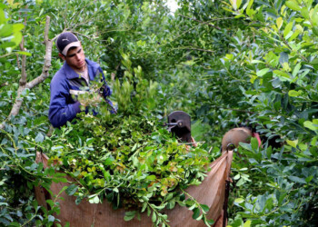 Oficializarán la compatibilidad de planes alimentarios con el trabajo rural formal
