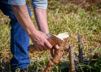 El INTA trabaja para incrementar el rendimiento de la mandioca