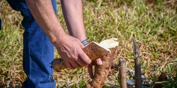 MEJORAMIENTO GENÉTICO. Con las investigaciones buscan eliminar la degradación de la especie.