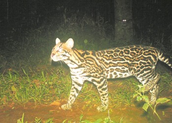 “El ocelote es uno de los felinos más abundantes, pero amenazado”