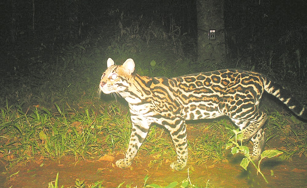 “El ocelote es uno de los felinos más abundantes, pero amenazado”