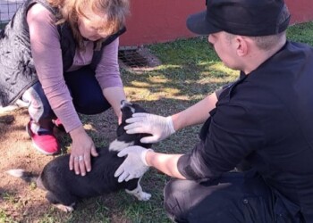 Demoran a verdulero por presunto abuso a una perra en el barrio Fátima