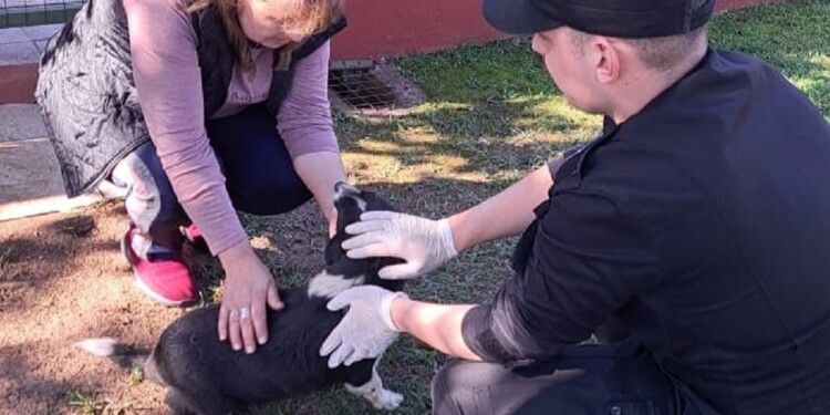 A RESGUARDO. La perra ya fue entregada en adopción a una vecina.