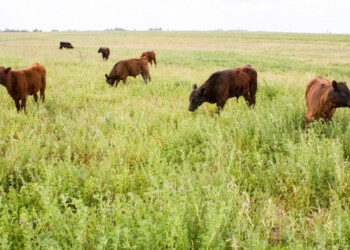 Estrategias para recuperar la oferta de pasturas tras la sequía