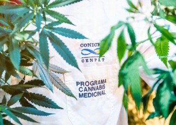 aceite de cannabis contra epilepsias focales