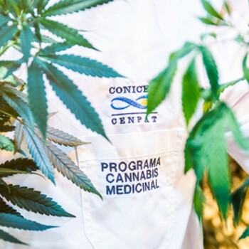 aceite de cannabis contra epilepsias focales