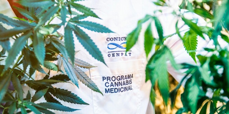 aceite de cannabis contra epilepsias focales