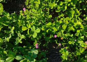 Herramienta para una Agricultura sustentable y alta productividad