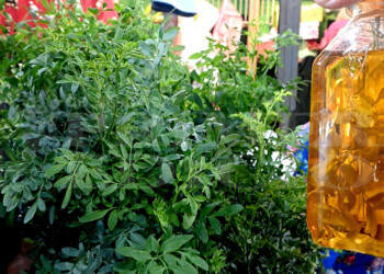 Empieza a moverse la venta de la  caña con ruda para recibir agosto