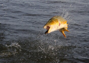 La Fiesta Nacional del Dorado con horario de pesca extendido