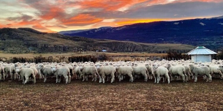 CONSEJO ANTE EL FRÍO: La mejor opción es contar con un refugio o reparo que brinde a sus animales un espacio de contención.