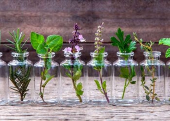 Las 10 plantas que se pueden cultivar fácilmente en agua