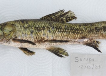 Peces del río Paraná: Hoplias mbigua