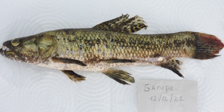 Foto gentileza Lic. Danilo R. Aichino