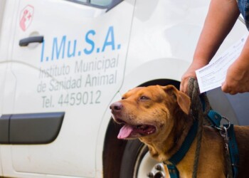 A qué barrios de Posadas llegará el IMuSA esta semana