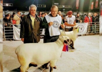 La producción ovina misionera dirá presente en la Expo Rural 2023