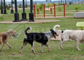 “Muchos tienen a sus perros sueltos en la calle y eso debería cambiar”