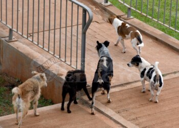 “Muchos tienen a sus perros sueltos en la calle y eso debería cambiar”