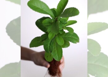 Elección de plantines de yerba, tema de capacitación