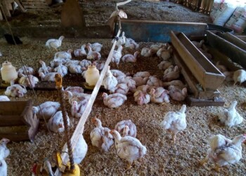 Productores de pollos de Wanda denunciaron que cuatro ministerios no quieren habilitarlos