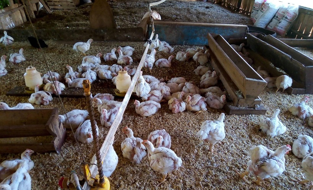 Productores de pollos de Wanda denunciaron que cuatro ministerios no quieren habilitarlos