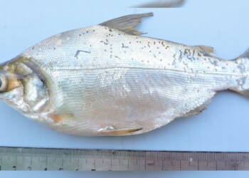 Peces del río Paraná: Potamorhina squamoralevis