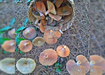 Se acerca el primer “Festival de la Funga” en Misiones