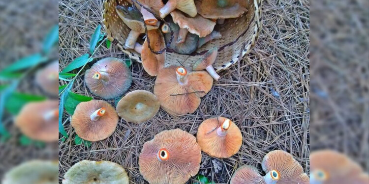 Foto: Instagram Ka’a Porã Agroecología