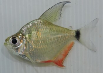 Peces del río Paraná: relojito