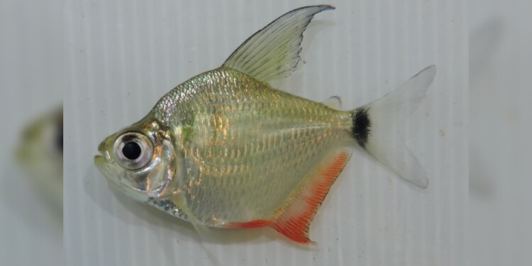 Tetragonopterus argenteus/ Foto gentileza Danilo R. Aichino