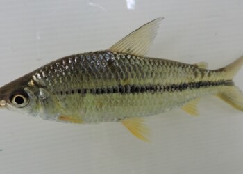 Peces del río Paraná: Steindachnerina brevipinna