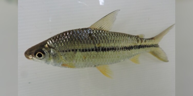 Sabalito/ Foto gentileza Lic. Danilo R. Aichino