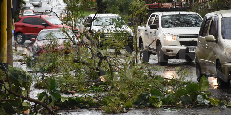Caída de árboles y cortes de energía eléctrica en numerosas áreas de Posadas