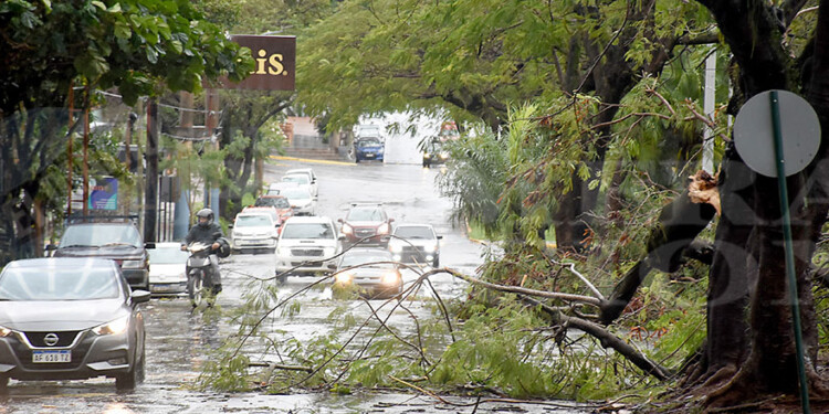 Caída de árboles y cortes de energía eléctrica en numerosas áreas de Posadas