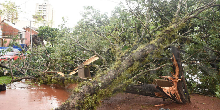 Caída de árboles y cortes de energía eléctrica en numerosas áreas de Posadas
