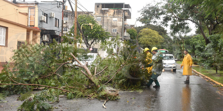 Caída de árboles y cortes de energía eléctrica en numerosas áreas de Posadas