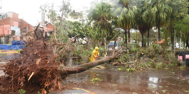 Caída de árboles y cortes de energía eléctrica en numerosas áreas de Posadas