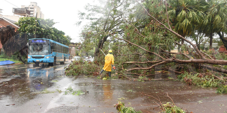 Caída de árboles y cortes de energía eléctrica en numerosas áreas de Posadas