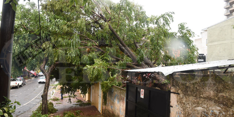 Caída de árboles y cortes de energía eléctrica en numerosas áreas de Posadas