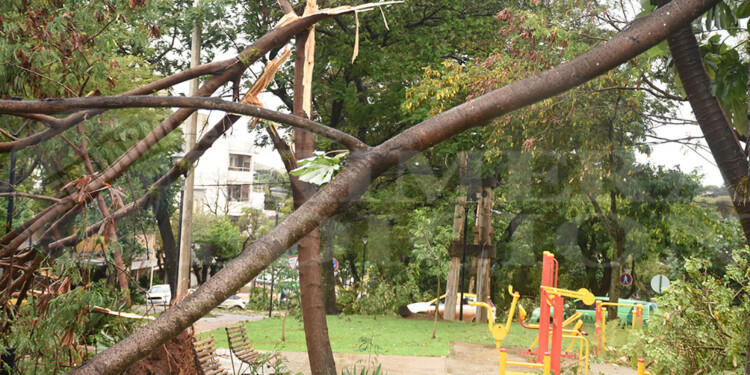 Caída de árboles y cortes de energía eléctrica en numerosas áreas de Posadas