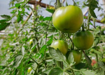 Misiones apuesta a la producción de tomates orgánicos en San Vicente