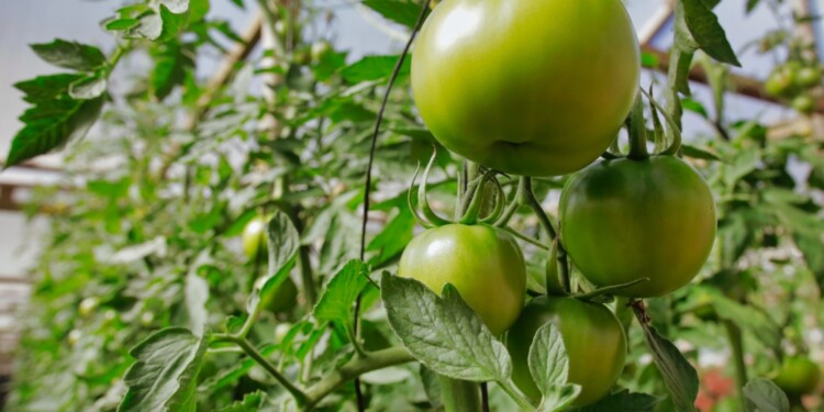 SEMI-HIDROPONÍA. La técnica utilizada para realizar el cultivo del tomate orgánico en Misiones.