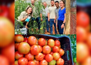 Misiones apuesta a la producción de tomates orgánicos en San Vicente