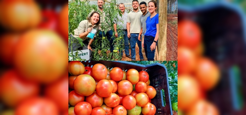 El Mercado Central ya tiene a la venta tomates orgánicos misioneros