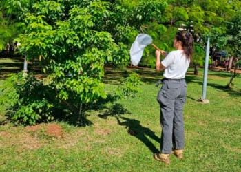 Analizan las especies de abejas que habitan en Posadas