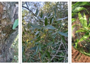 Ecosanación: Madre Tierra, madre