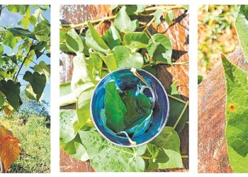 Ecosanación: Sangre de Drago