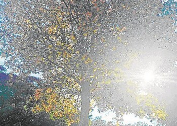 Ecosanación: Liquidambar y la temporalidad