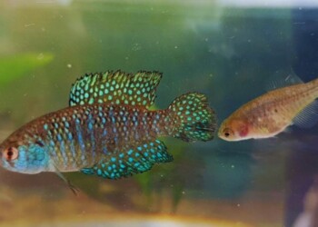 Descubrieron una nueva especie de pez en Misiones: conocé de cuál se trata