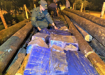 Hallaron 1,6 toneladas de droga en una “cuna” de postes de eucaliptos